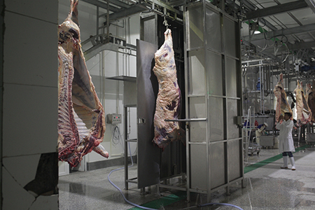 Matadouro para bovinos e ovinos na Mongólia 