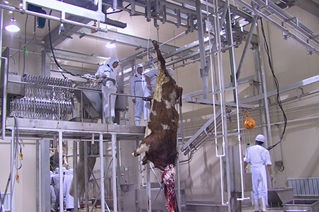 Matadouro para bovinos para a Wagyu Beef Factory 