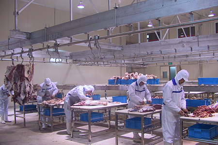 Matadouro para bovinos para a Wagyu Beef Factory 