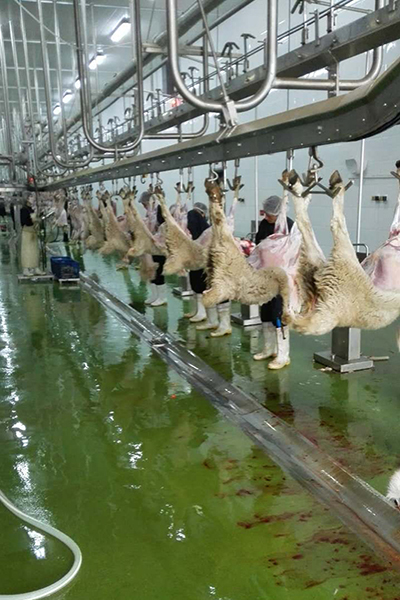 Processamento de carne ovina para HaiDiLao Hotpot 