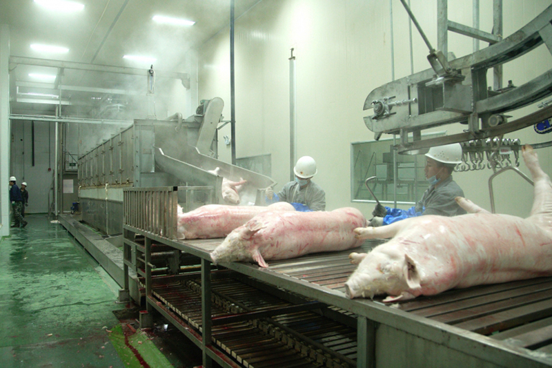 Processamento de carne suína para Chaishan Foods 