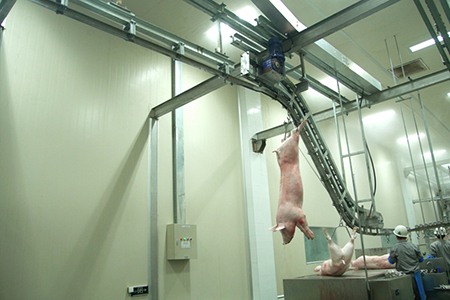 Matadouro para suínos – com controlo de qualidade e rastreabilidade