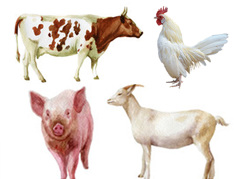 Equipamentos para matadouros / abatedouros