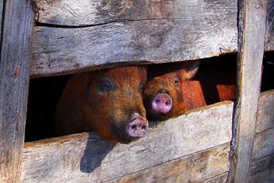 Manejo de pré-abate de bovinos