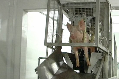 Insensibilizador elétrico