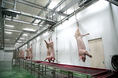 Nória para suínos