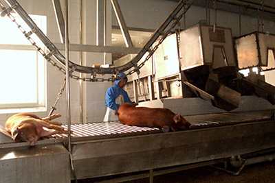 Atordoamento e sangria