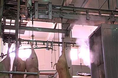 Transportador aéreo para escaldagem —spray a vapor 