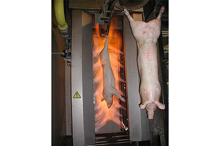 Chamuscador a gás de suínos 