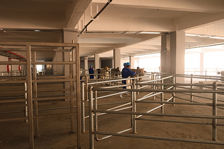 Manejo de pré-abate de bovinos