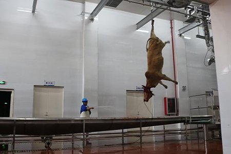 Estimulação elétrica e sangria