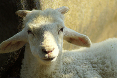 Atordoamento e sangria