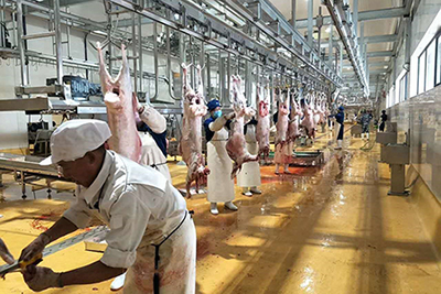 Processamento da carne ovina 