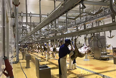 Esteira para desossa 