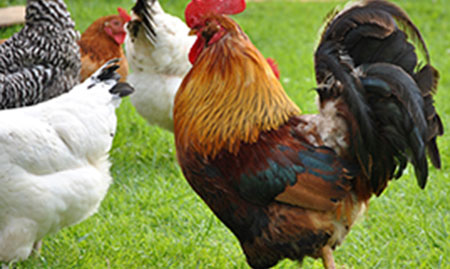 Equipamentos para matadouros - avícolas