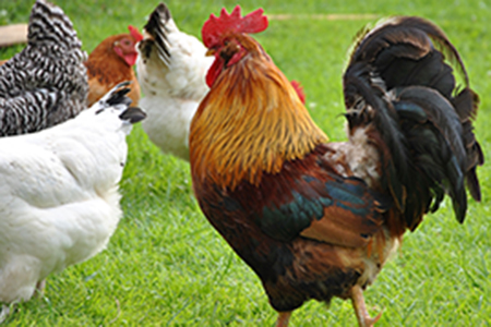 Equipamentos para matadouros - avícolas